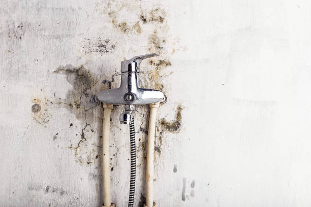 Best Post-Flood Mold Remediation in Hilton, NY