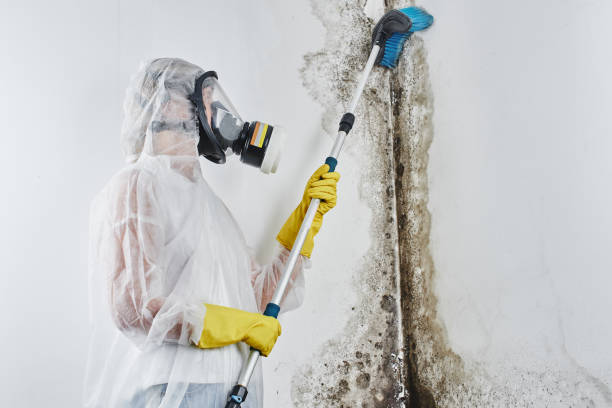 Best Commercial Mold Remediation in Hilton, NY