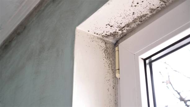 Best HVAC Mold Remediation in Hilton, NY