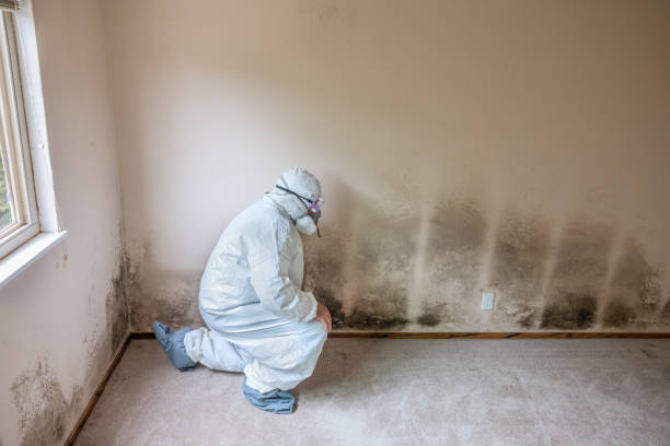 Best Industrial Mold Remediation in Hilton, NY