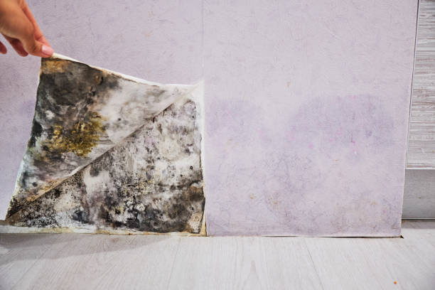 Best Health and Safety Mold Remediation in Hilton, NY
